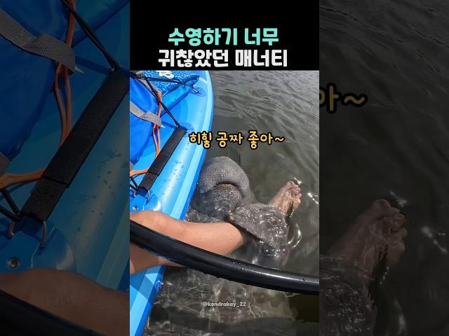 수영하기 너무 귀찮았던 매너티