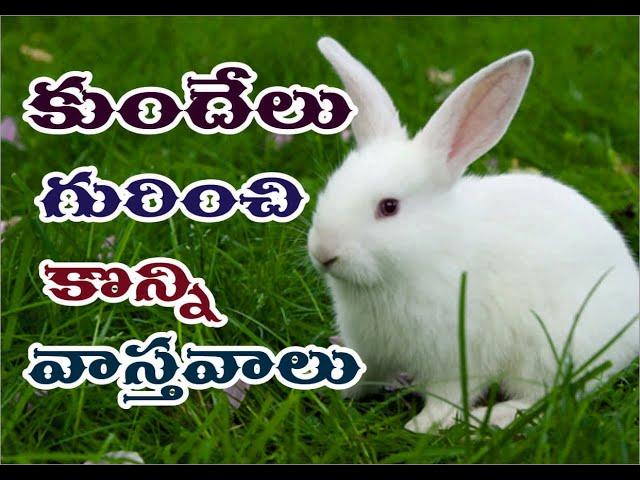 unknown / cool facts rabbits in telugu