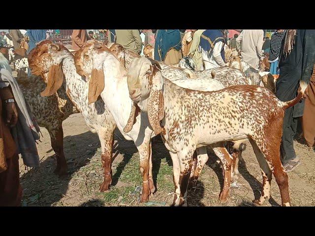 Luddan bakra Mandi update makhi cheeni bakra Mandi pakistan 03086171529