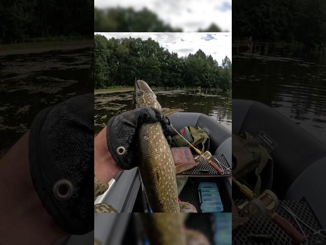 Снова воблер малас ловит щуку #fishing #рыбалка