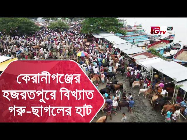 কেরানীগঞ্জের হজরতপুরে বিখ্যাত গরু-ছাগলের হাট | Hazratpur Garur Hat | Sobuj Bangla