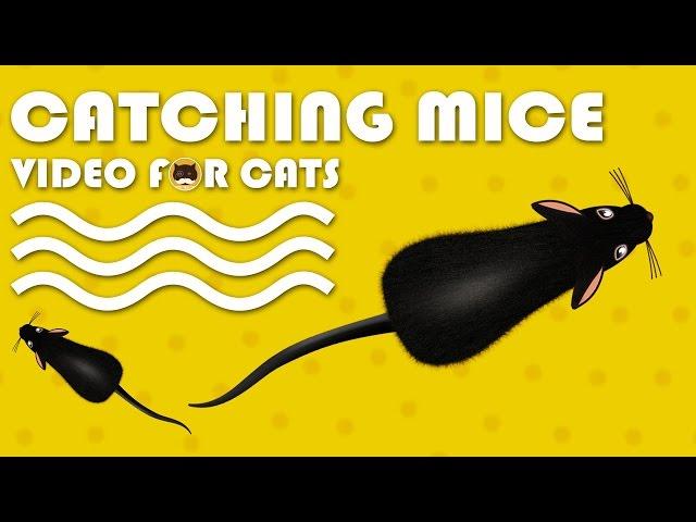 CAT GAMES - Catching Mice! Entertainment Video for Cats to Watch | CAT & DOG TV.