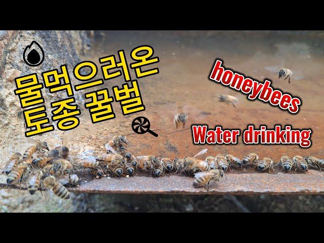 Water drinking honeybees / 물 먹고 있는 토종 꿀벌 폭염 이겨내는 방법