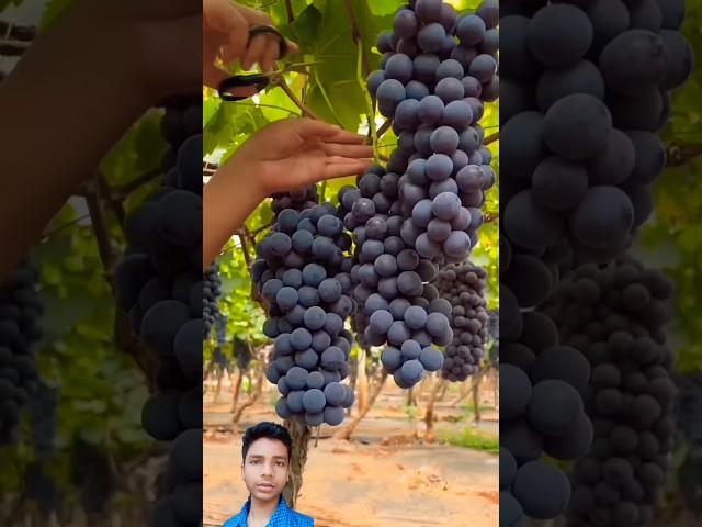 Chinese grapes  | #shorts #china #feed #feedshorts #viralvideos #china #funny #fruits