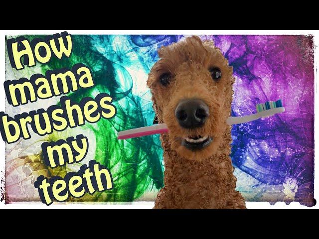 Dog dental care routine | Brushing dog teeth | Vlogtober 2020 day 15