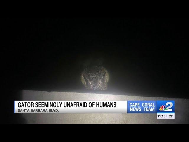 Alligator in Cape Coral canal becoming too friendly with humans