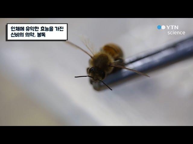 인체에 유익한 효능을 가진 봉독 / YTN 사이언스