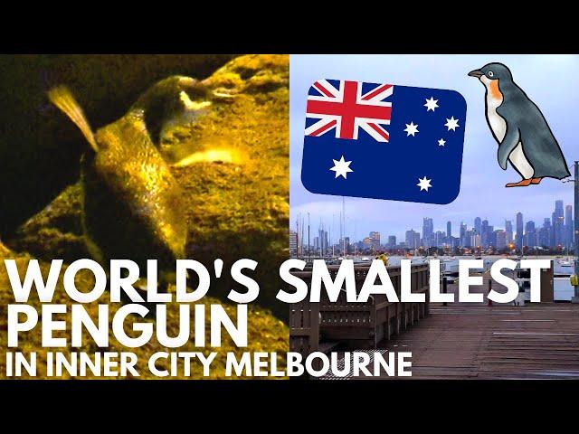 MELBOURNE'S PENGUINS! -  Little Penguins - Wildlife Wednesday #16 | Pete Ockleshaw