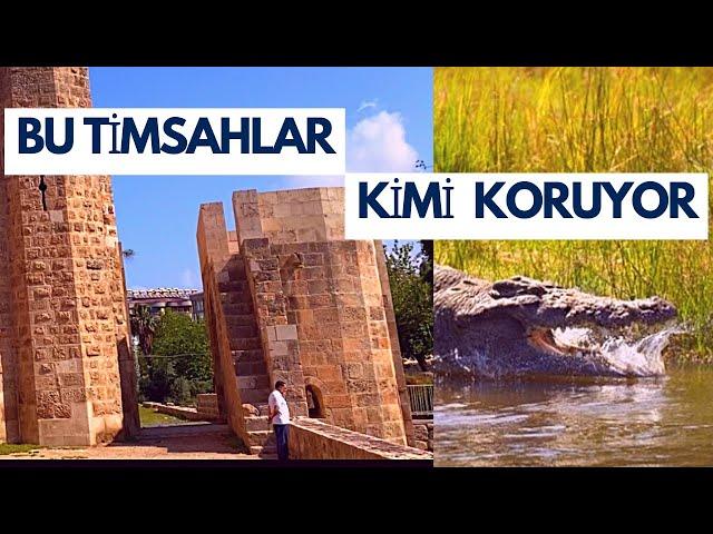 The Front of the Castle is Full of Crocodiles ( Payas - Hatay )