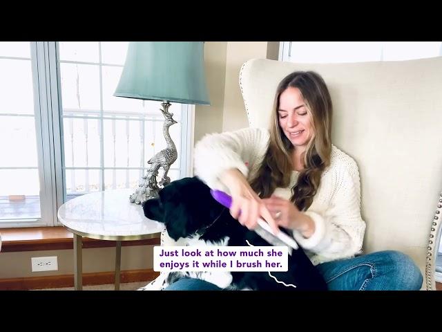 Poodle Pet Dematter Tool - Poodle Pet Essentials