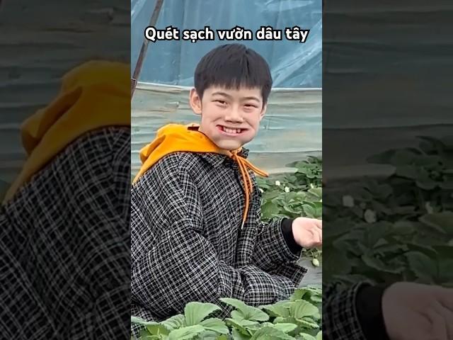 Thử Thách Quét Sạch Vườn Dâu Tây #shorts#youtubeshorts (Dương Trần Review)