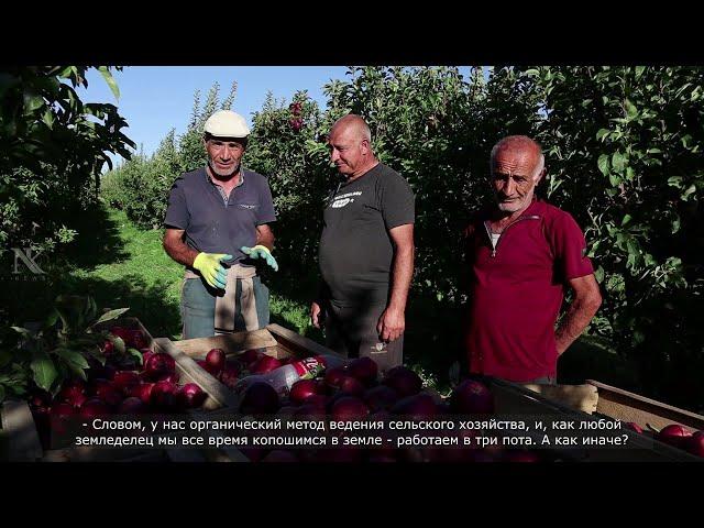 Խնձորի այգին / Яблоневый сад / Apple Valley #armenian #village