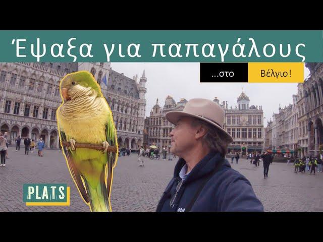 I looked for parrots ...in Belgium!