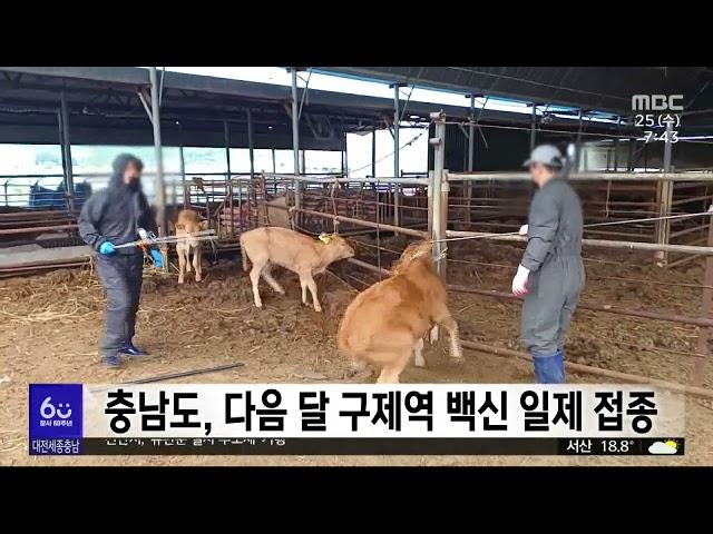 충남도, 다음 달 1일부터 구제역 백신 일제 접종/대전MBC