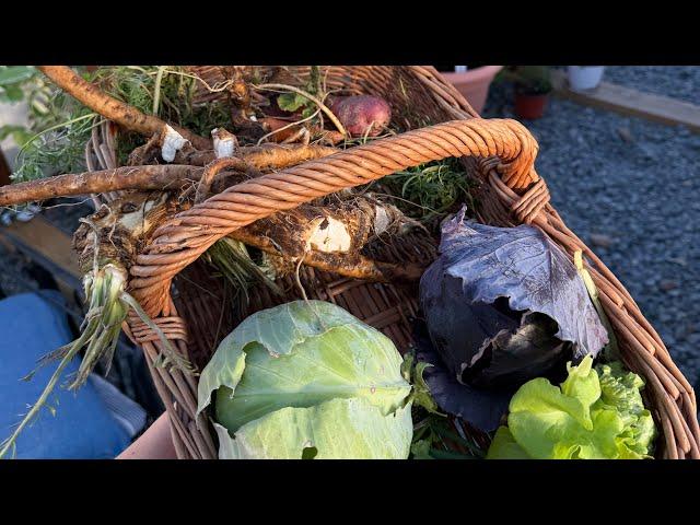 Winter Harvest