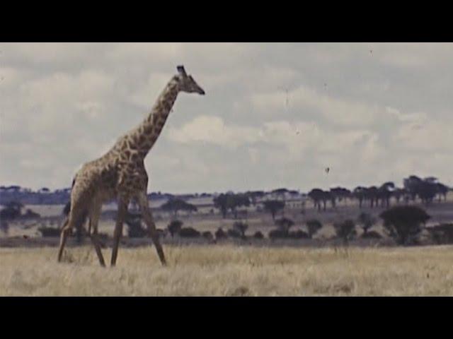 Serengeti Plains