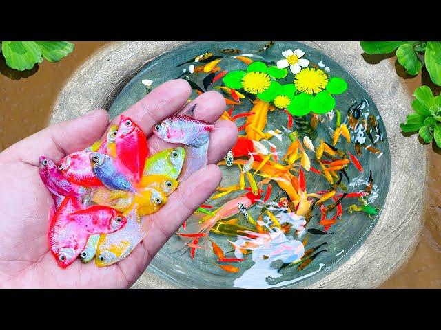 Catch Fancy Ornamental Fish In Tiny Pond, Princess Cichlid, Red Tail Perch, Glass Fish, Ali Fish