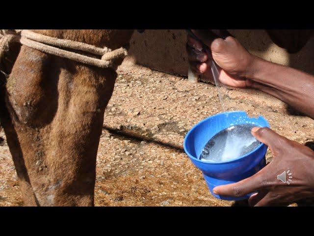 How to milk a dairy cow by hand Part 1.