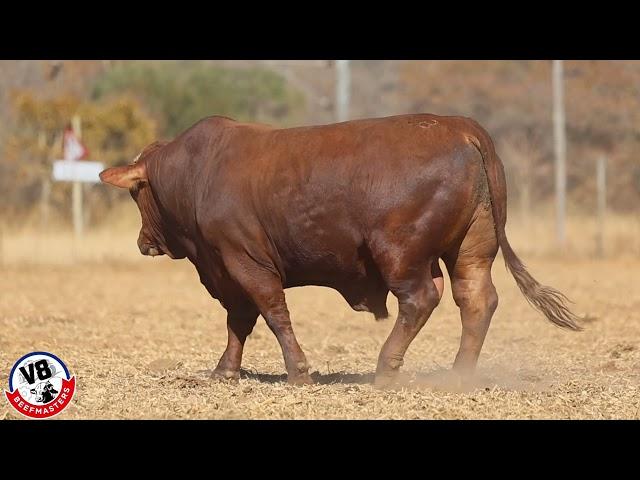 Keerkring NGB V8Beefmasters V8 21 587