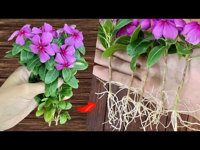  How to Sow Roots. Propagating Periwinkle Plants 