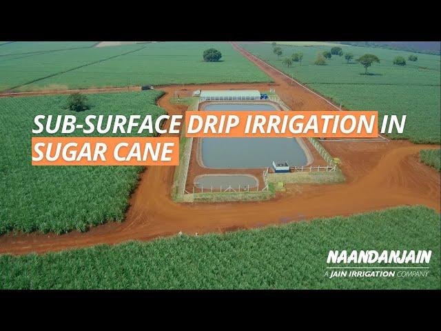 Success Story - Sub-surface Drip Irrigation in Sugar Cane