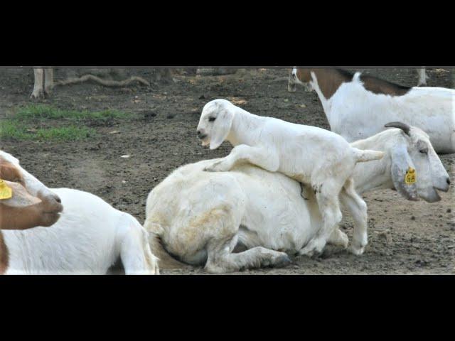 How My Thirty Goats Turned Into a Huge Herd In aTypical Village in Uganda. #BwogiFarms