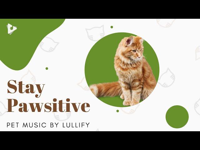 Stay Pawsitive - 1 Hour of Soft Tunes for Cats | Pet Music by Lullify | Lullify ∞ 618