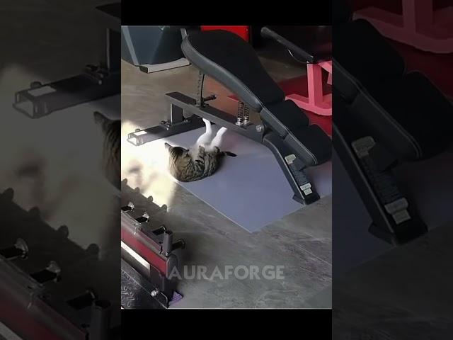 Cats Can’t Be Jacked 