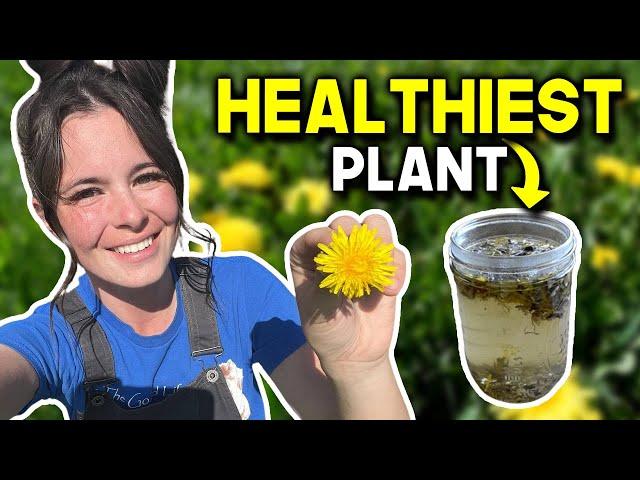 Dandelions: Most Hated Plant That Can Transform Your Health