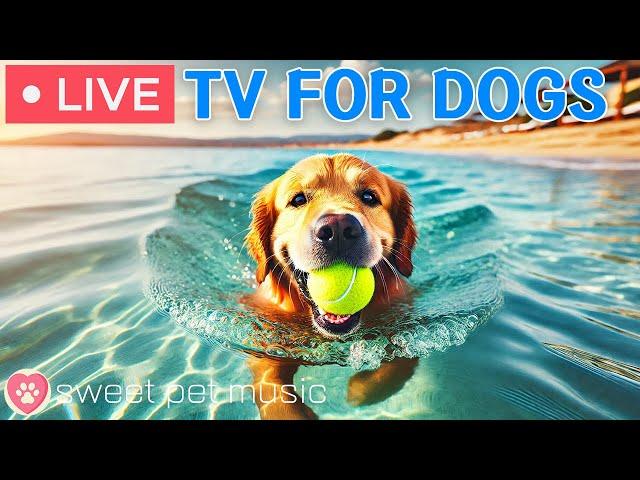  24 Hours of Dog TV - Deep Relaxation Music for DogsDog Calming MusicDog Stress Relief Music