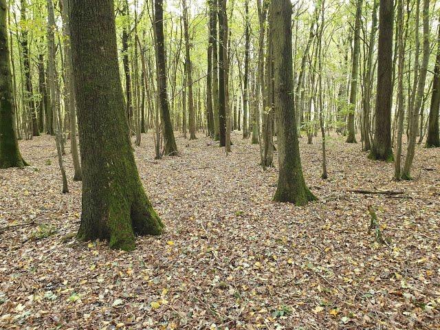 Stockage de carbone, contribution d'une forêt francilienne