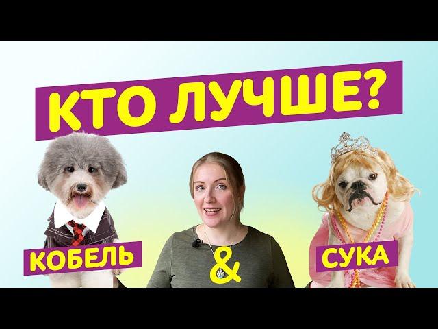 КОБЕЛЬ ИЛИ СУКА?  || СОБАКА - КОГО ЛУЧШЕ ВЗЯТЬ?