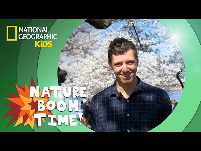 Cherry Blossom Festival | Nature Boom Time | @natgeokids