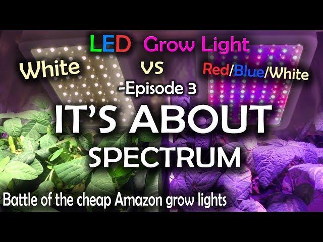 White LED vs Red Blue White LED Grow Test Ep.3 (Final Episode)