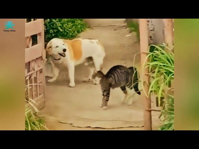 Funniest Cats Compilation 2024|| try not to laugh impossible memes #animals #funny #cat #dog