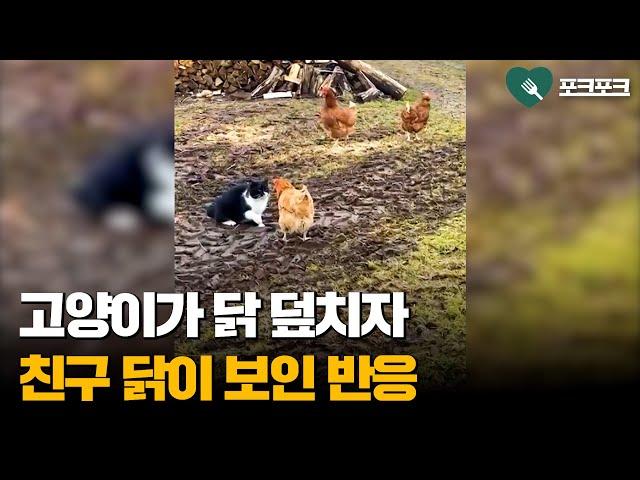 고양이가 닭 덮치자 친구 닭이 보인 반응