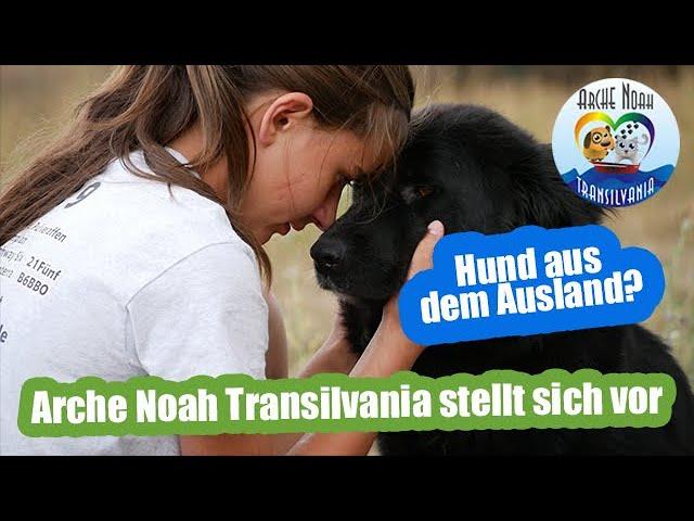 Hund aus dem Ausland - Rumänien adoptieren / Tierheim Arche Noah Transilvania