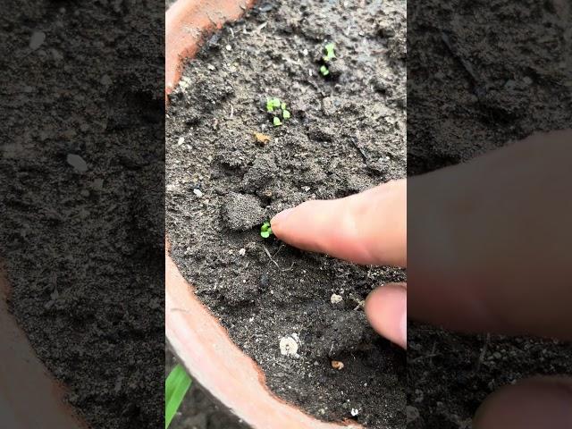 バジル鉢栽培 Part3
