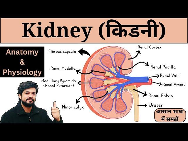 Kidney Anatomy and Physiology in Hindi | Kidney Structure and Function | Nursing | Pharmacy | MLT