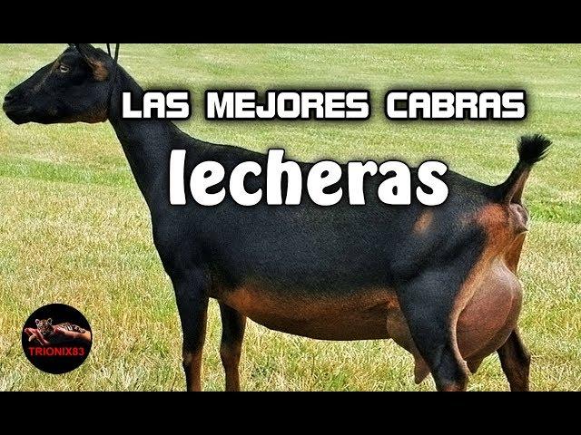 LAS MEJORES CABRAS LECHERAS DEL MUNDO – La mejor cabra lechera del mundo