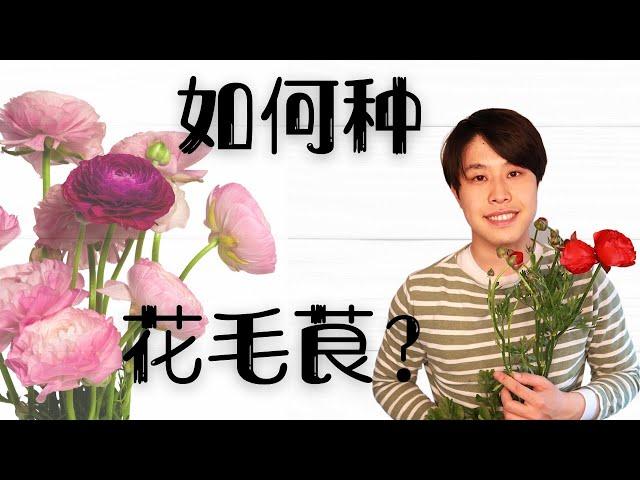 【小亨园艺】如何种花毛茛/芹叶牡丹？花毛茛养护种植方法～～