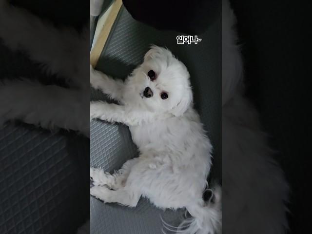 강아지한테 알람소리를 들려줬더니... #말티즈 #개도도 #몽치