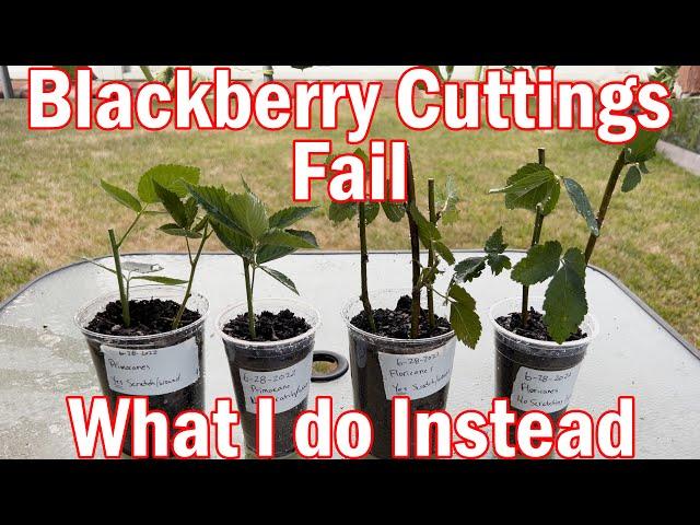 Blackberry Cuttings Fail and What I Do Instead