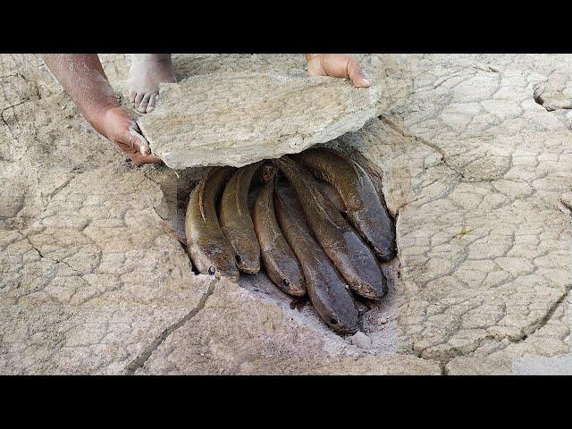 Unique Fishing  in 2023 | Man Catching Giant Catfish In Dry Season | Under Soil