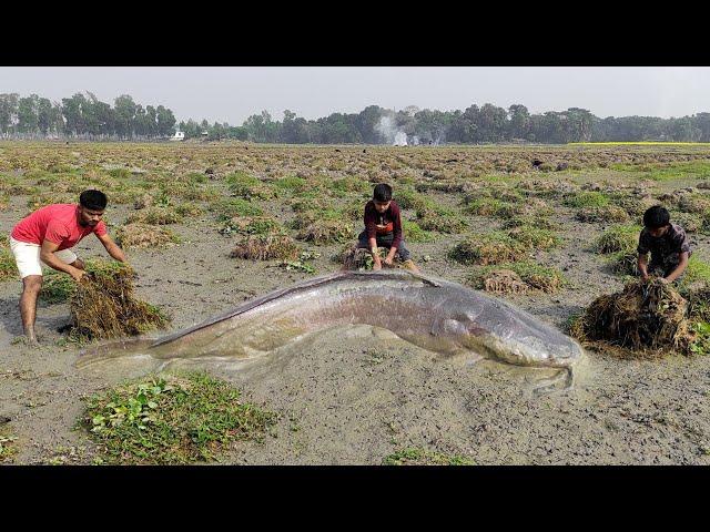 Unbelievable Dry Season Fishing ️ Search Catfish In Secret Big Grass Hole  Big fish Catching Video