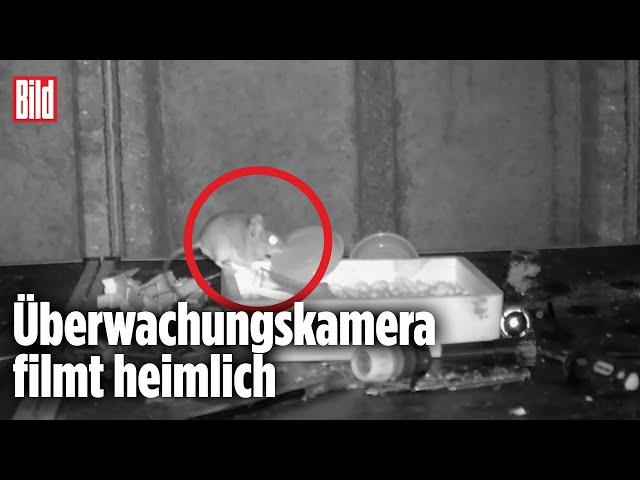 Maus räumt Werkbank auf