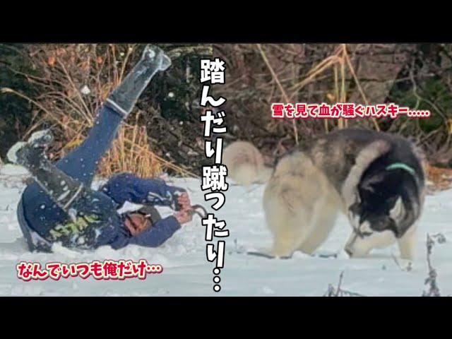 【大惨事】ハスキーを雪山に連れて行った結果、思いもよらない結末すぎました…