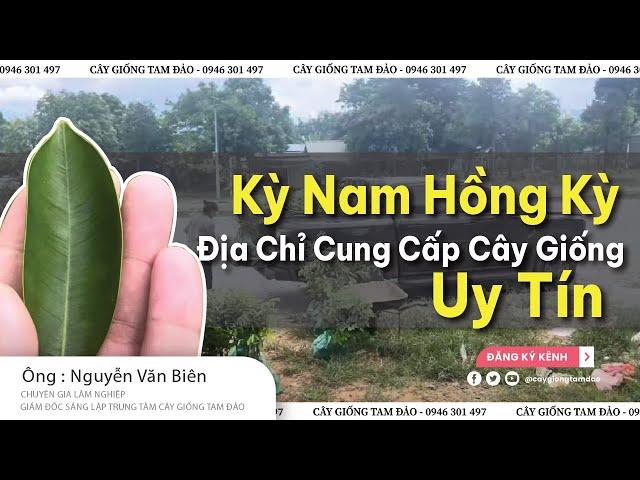 Trầm Hương Kỳ Nam Hồng Kỳ | Địa Chỉ Cunng Cấp Cây Giống Uy Tín