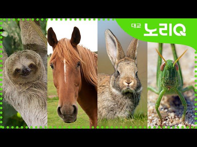 (CC)What is it? Why is it?ㅣNature Observationㅣ13 MinutesㅣAnimal CompilationㅣKids Programㅣ