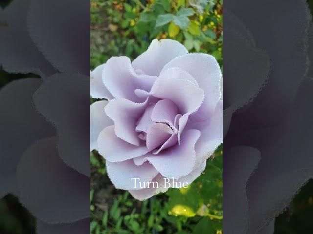 EDROSES/Троянда Turn Blue(Торн Блу), Moriharu  Kobayashi , Японія, 2006 р. Флорібунда (Floribunda).
